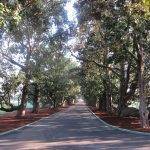 Magnolia Lane im Augusta National – Berühmteste Auffahrt der USA Magnolia Lane