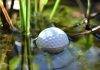 Lakeballs von ReGolfed: Hochwertige Golfbälle zum kleinen Preis Golfball liegt in einem Wasserhindernis